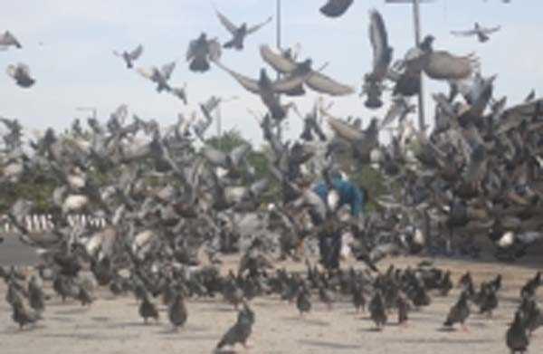 युवक ने अपमान का बदला लेने के लिए 11 कबूतरों को मार डाला